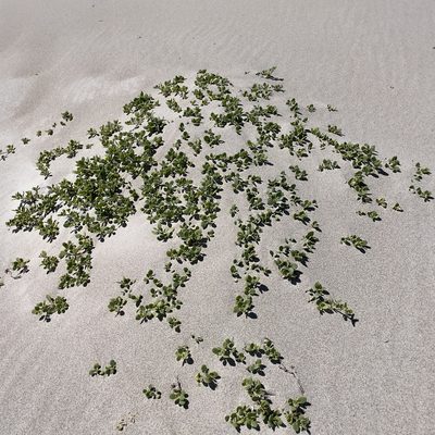 Abronia maritima, photographed by Bill Levine