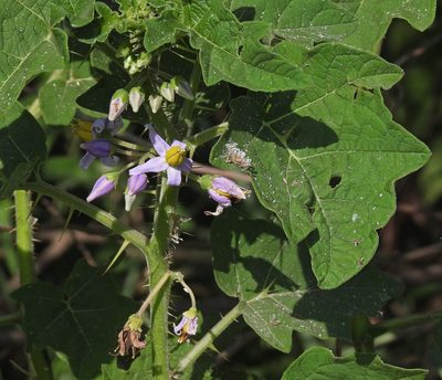 Solanum palinacanthum, photographed by Hugo Hulsberg