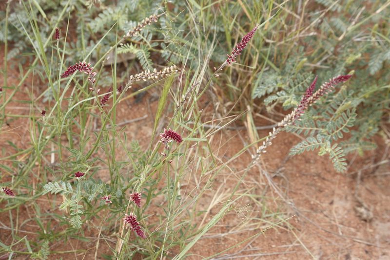 Hermbstaedtia odorata, photographed by Kelly Abram