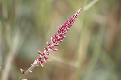 Hermbstaedtia odorata, photographed by Kelly Abram