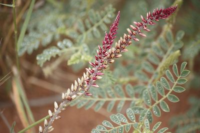 Hermbstaedtia odorata, photographed by Kelly Abram