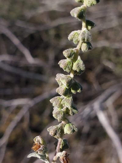 Ambrosia cordifolia, photographed by Craig Martin