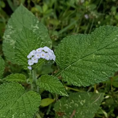 Heliotropium indicum, photographed by Paulmathi Vinod