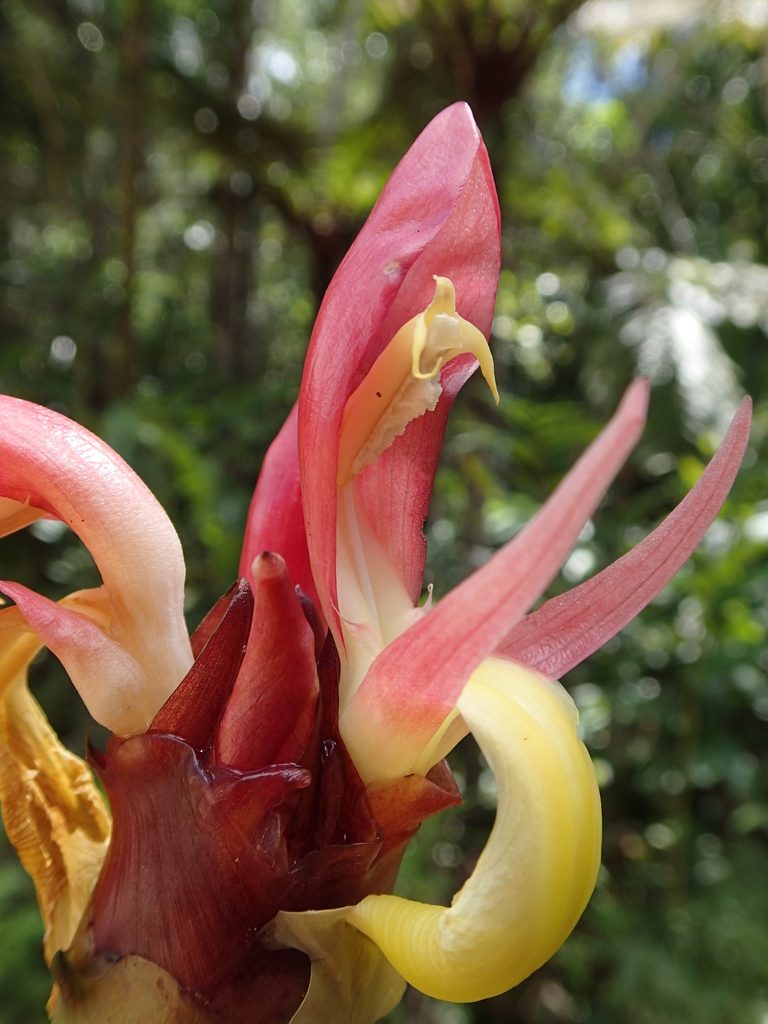 Aframomum angustifolium, photographed by Romer N. Rabarijaona