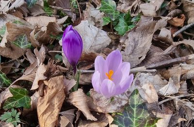 Crocus heuffelianus, photographed by TadejM