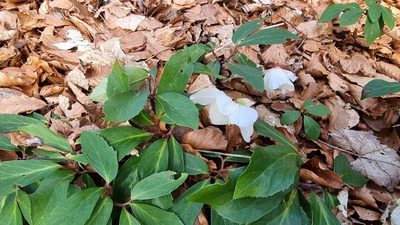 Helleborus niger, photographed by TadejM