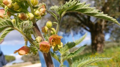 Scrophularia grandiflora, photographed by Elizabete Marchante