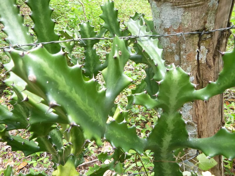 Euphorbia lactea, photographed by Светлана Царахова