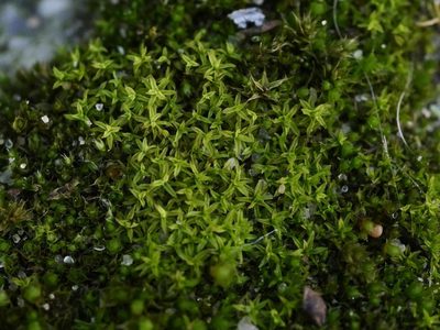Barbula unguiculata, photographed by Alexis Tinker-Tsavalas