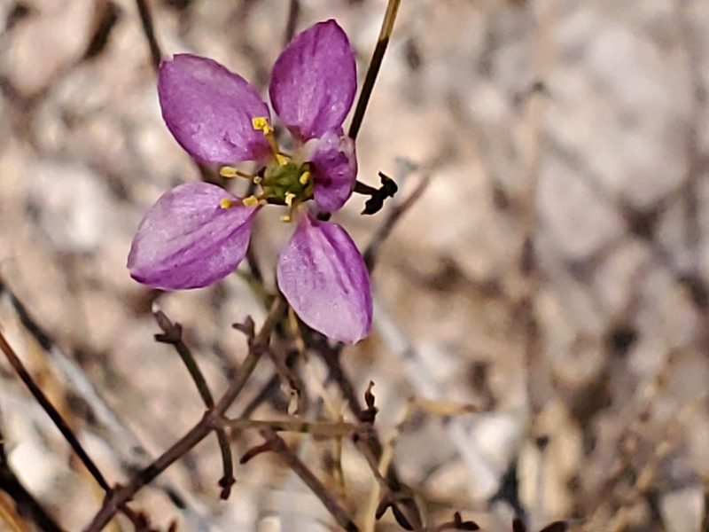 Zygophyllum laeve, photographed by Craig Martin