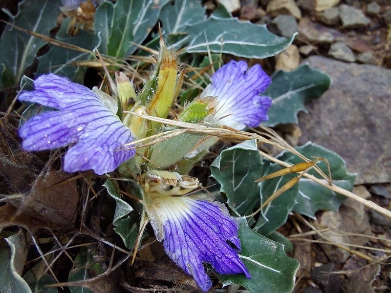 Blepharis mitrata, photographed by Manuel R Popp
