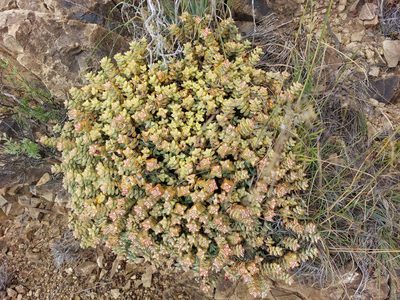 Crassula rupestris, photographed by Manuel R Popp