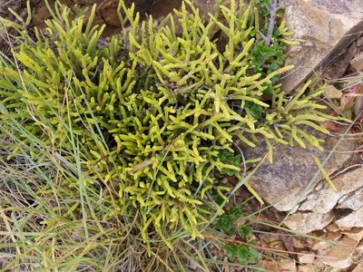 Crassula muscosa, photographed by Manuel R Popp