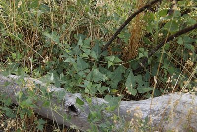 Dipogon lignosus, photographed by Tony Rebelo