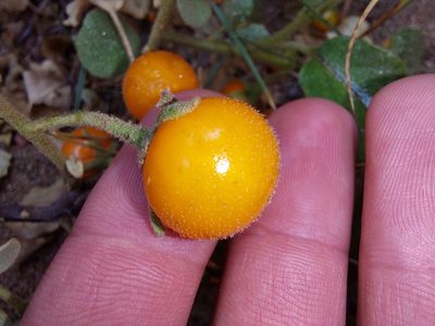 Solanum tomentosum, photographed by Manuel R Popp