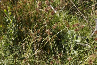 Cyperus congestus, photographed by Tony Rebelo