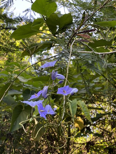 Solanum wendlandii, photographed by Grete Pasch