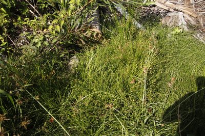 Isolepis prolifera, photographed by Tony Rebelo