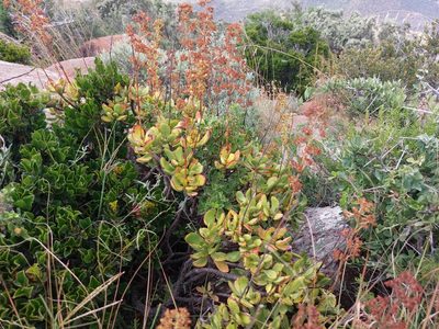 Crassula cultrata, photographed by Manuel R Popp