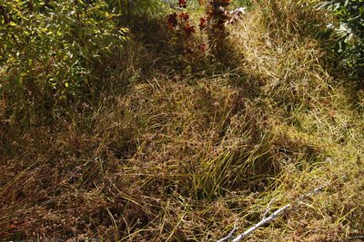 Cyperus sphaerospermus, photographed by Tony Rebelo