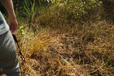 Juncus capensis, photographed by Tony Rebelo