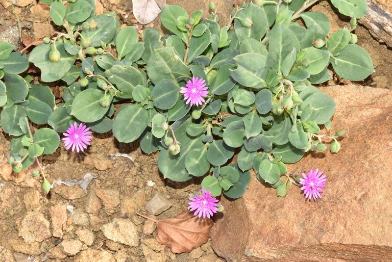 Corbichonia decumbens, photographed by Sunčana Bradley