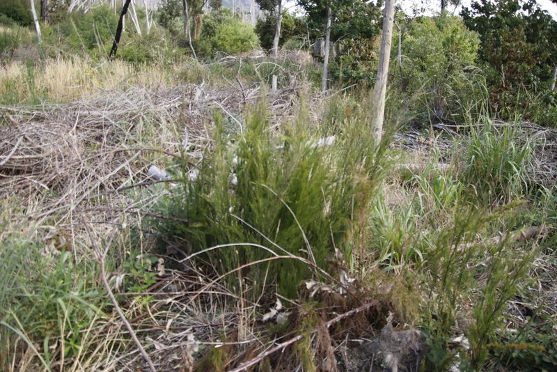 Restio paniculatus, photographed by Tony Rebelo