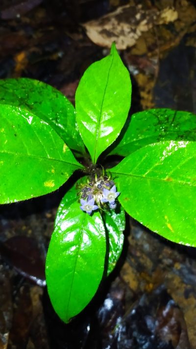 Palicourea glabra, photographed by Guillaume Delaitre