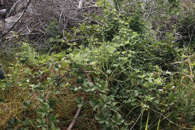 Rubus affinis, photographed by Tony Rebelo
