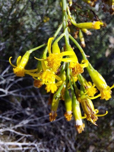 Senecio junceus, photographed by Manuel R Popp
