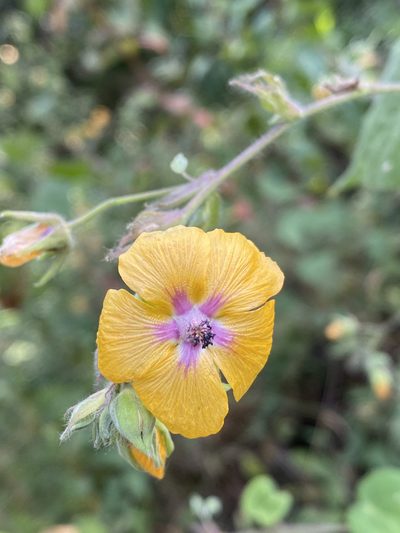 Abutilon divaricatum, photographed by Grete Pasch