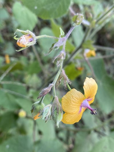 Abutilon divaricatum, photographed by Grete Pasch