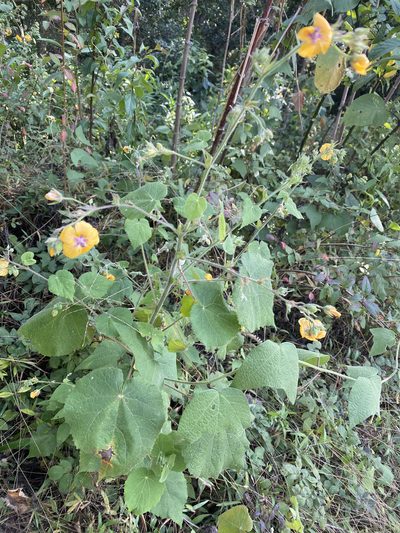 Abutilon divaricatum, photographed by Grete Pasch