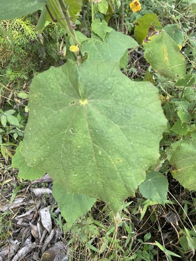 Abutilon divaricatum, photographed by Grete Pasch