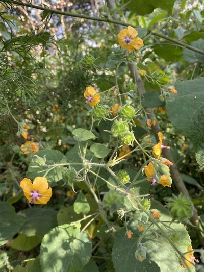 Abutilon divaricatum, photographed by Grete Pasch