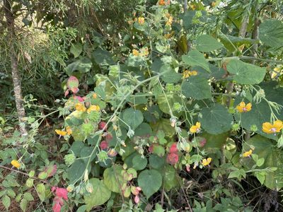 Abutilon divaricatum
