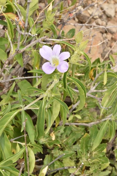 Barleria lancifolia, photographed by Sunčana Bradley
