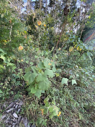 Abutilon divaricatum, photographed by Grete Pasch