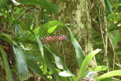 Aechmea cylindrata, photographed by Cajá-manga