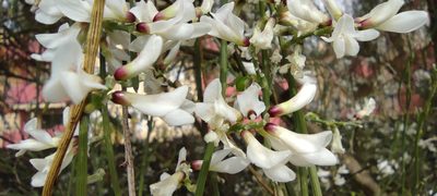 Retama monosperma, photographed by Santiago Martín-Bravo