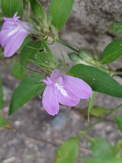 Justicia squarrosa, photographed by Tomás Carranza Perales
