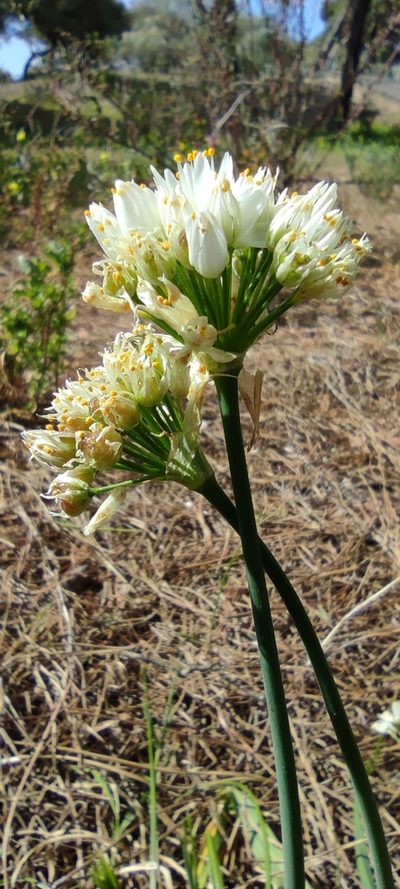 Allium subvillosum, photographed by Santiago Martín-Bravo