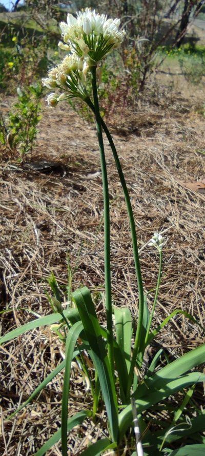 Allium subvillosum, photographed by Santiago Martín-Bravo