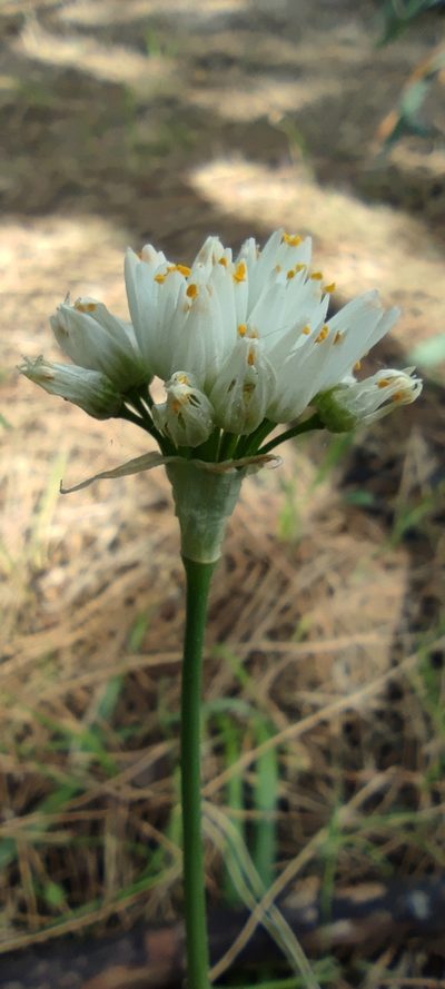 Allium subvillosum, photographed by Santiago Martín-Bravo