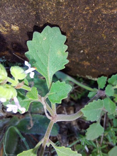 Aeollanthus buchnerianus, photographed by Manuel R Popp