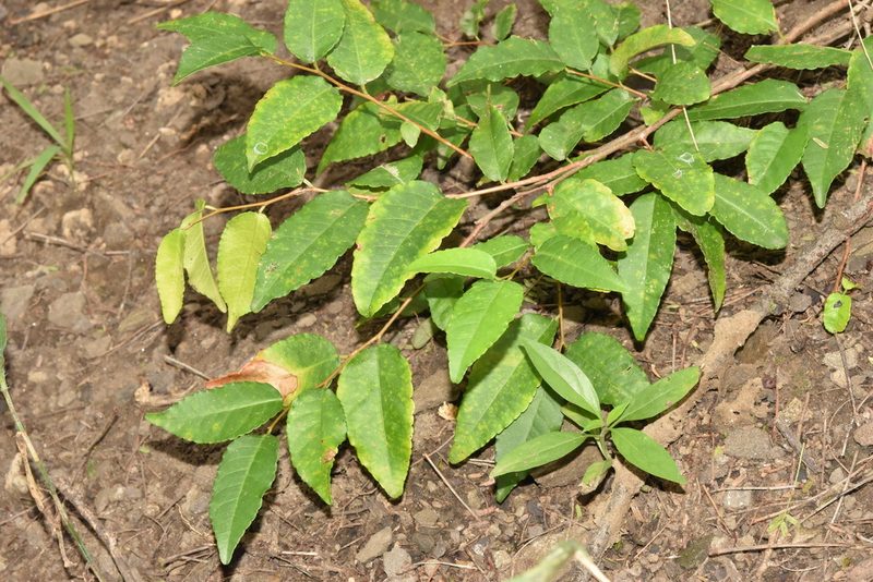 Spirostachys africana, photographed by Sunčana Bradley