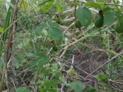 Passiflora morifolia, photographed by Tomás Carranza Perales