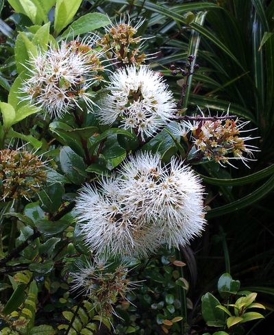 Metrosideros albiflora, photographed by Peter de Lange