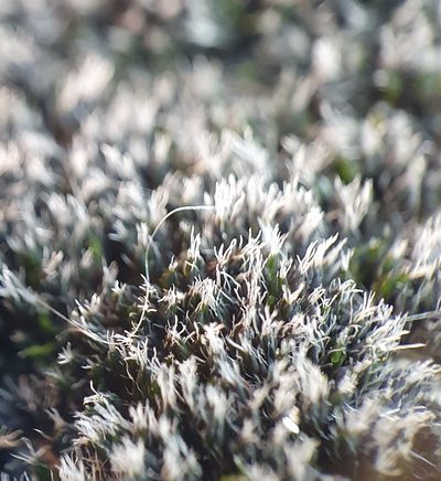 Grimmia tergestina, photographed by Jonathan Hughes