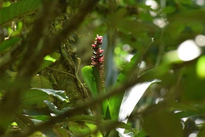 Aechmea cylindrata, photographed by Cajá-manga